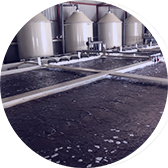 生物絮團(tuán)養(yǎng)殖案例二